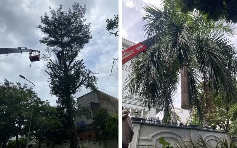 Các kỹ thuật cưa cây phổ biến hiện nay: An toàn - Hiệu quả - Chuyên nghiệp 22/10/2025 Hình ảnh kỹ thuật cưa phân đoạn