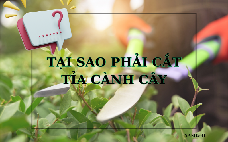 Cắt Tỉa Cây Xanh Chuyên Nghiệp - Giải Pháp An Toàn Mùa Mưa Bão 22/10/2025 Tại sao phải cắt tỉa cành cây