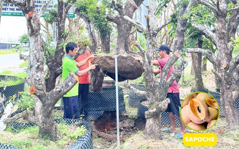 Dịch vụ trồng cây chuyên nghiệp - Giải pháp xanh bền vững 22/10/2025 Hình ảnh dự án trồng cây ăn trái Sapoche của XANH 24H
