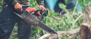 XANH 24H cách cắt tỉa cây hoa giấy