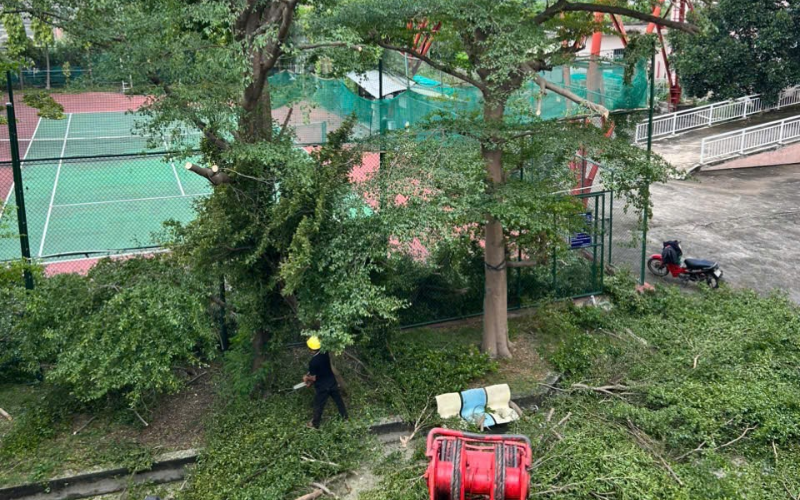 Dịch Vụ Cắt Cây Xanh Tại Khu Vưc Hồ Chí Minh