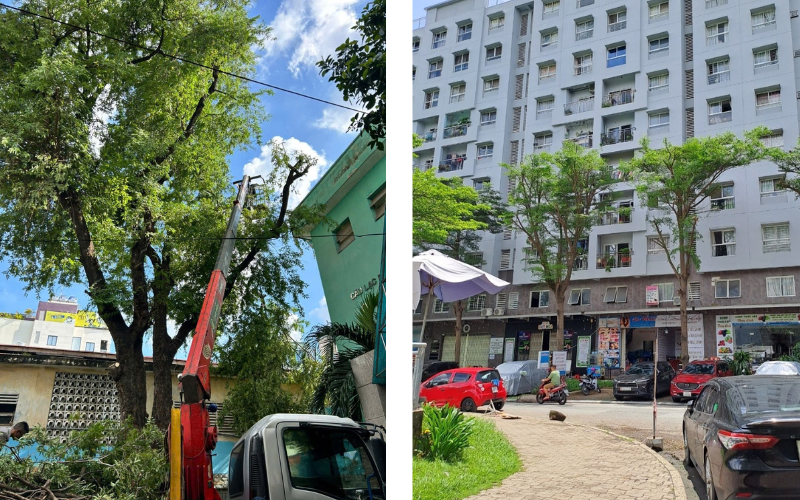 Cắt Tỉa Cây Xanh Chuyên Nghiệp - Giải Pháp An Toàn Mùa Mưa Bão 22/10/2025 Trước khi tỉa cây và Sau khi tỉa cây 1 tháng