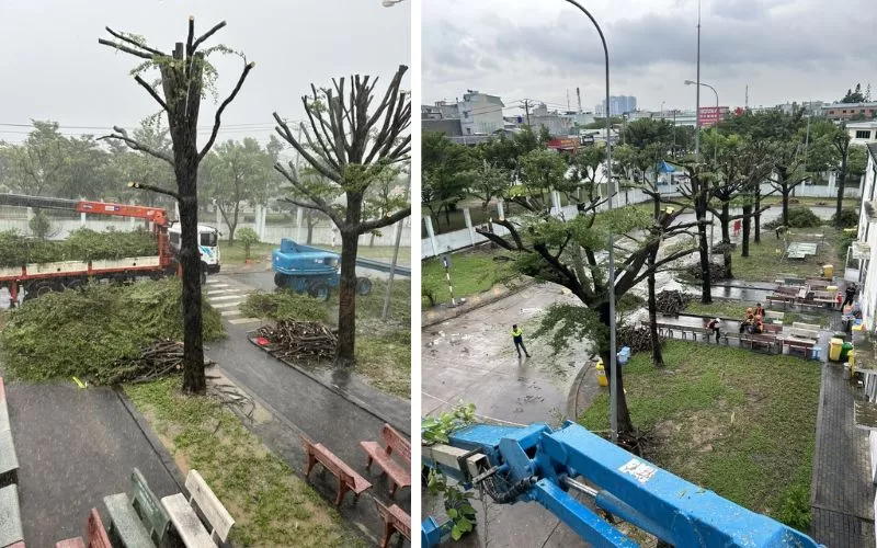 Dịch vụ cắt tỉa cây xanh đô thị trọn gói, chuyên nghiệp 24/10/2025 Nhân viên XANH 24H vừa hoàn thành dịch vụ cắt tỉa cây xanh