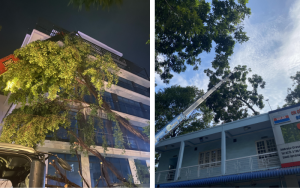 Giá Dịch Vụ Cắt Cây Tại Hồ Chí Minh