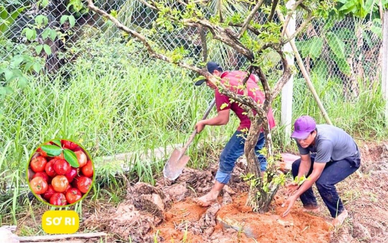 Dịch vụ trồng cây chuyên nghiệp - Giải pháp xanh bền vững 22/10/2025 Hình ảnh dự án trồng cây ăn trái sơ ri XANH 24H