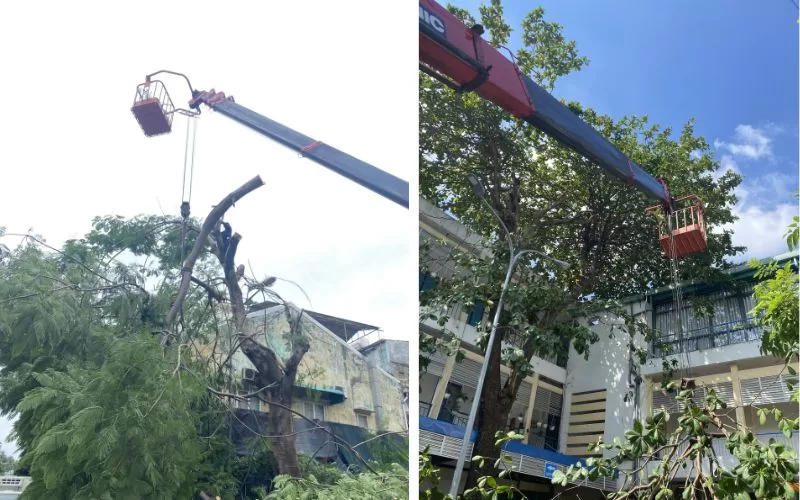 Dịch vụ cắt tỉa cây xanh đô thị trọn gói, chuyên nghiệp 24/10/2025 Xe cẩu của XANH 24H đang cưa cắt bớt cành cây nguy hiểm