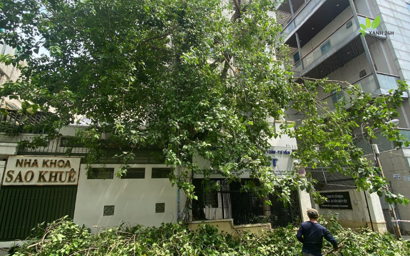 Cách cắt tỉa cây ăn quả đúng kỹ thuật