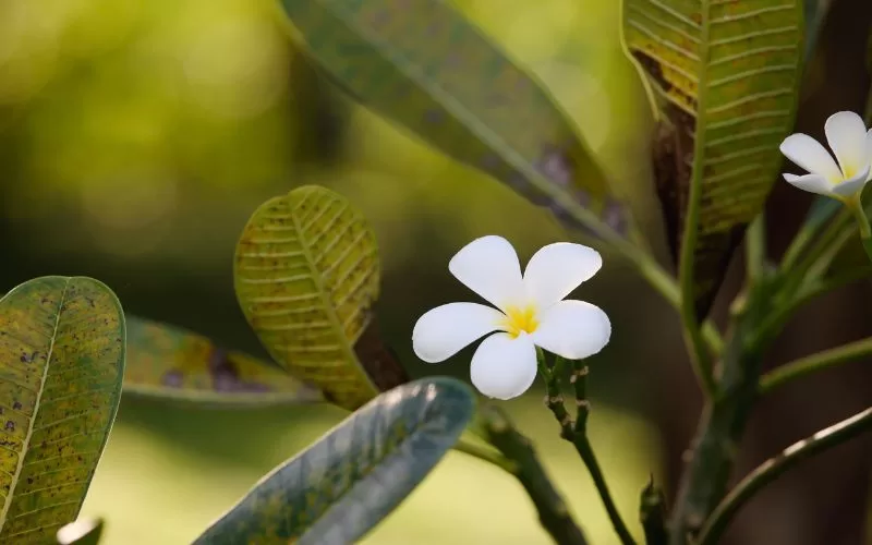 Cách cắt tỉa cây hoa sứ đúng kỹ thuật