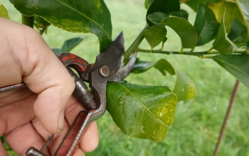 Cách cắt tỉa cây na Thái đúng kỹ thuật