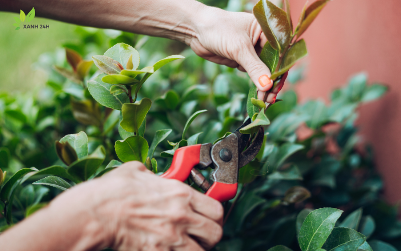 Cách cắt tỉa cây nguyệt quế