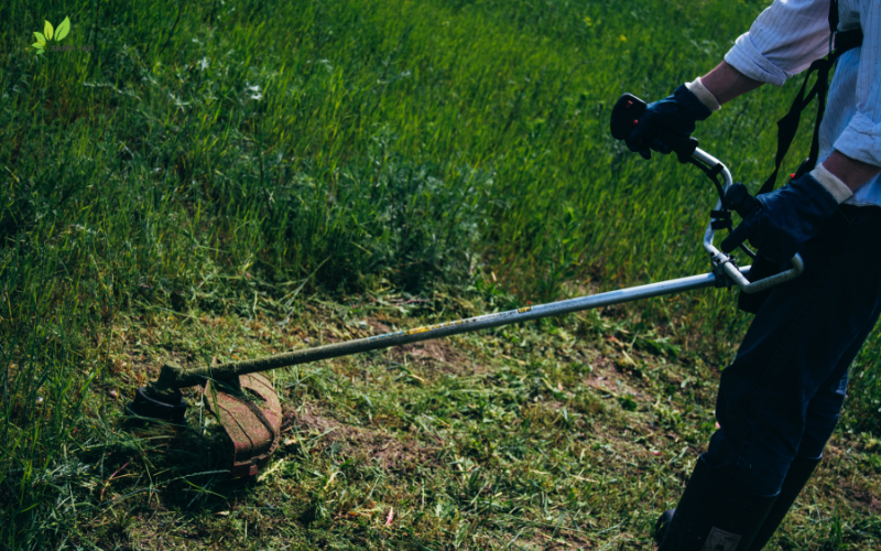 Chu kỳ cắt cỏ vào giao mùa