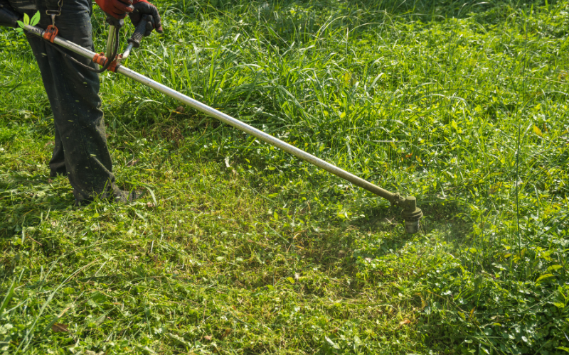 Chu kỳ cắt cỏ vào mùa mưa