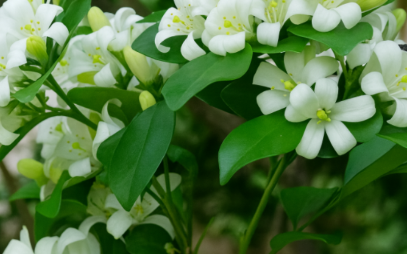 Khi nào nên cắt tỉa cây nguyệt quế