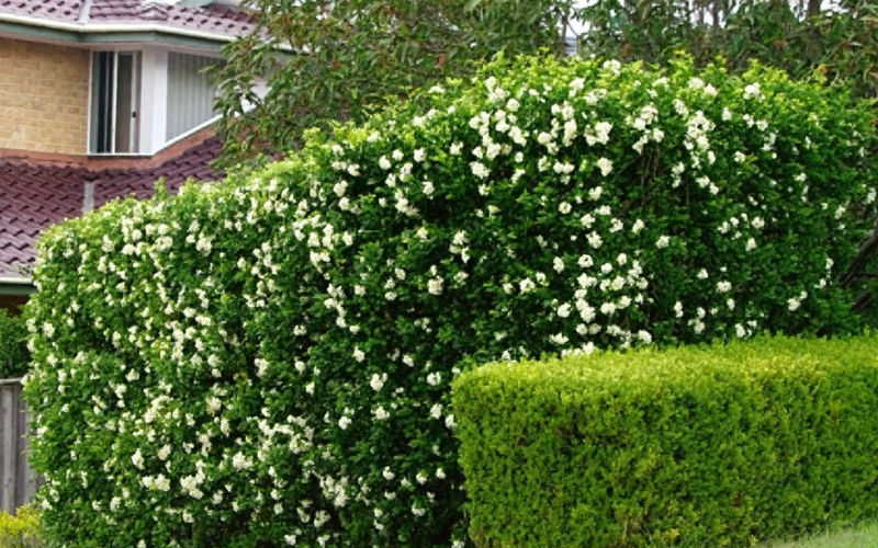 Kỹ thuật cắt tỉa cây nguyệt quế