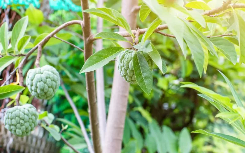 Nên cắt tỉa cây na vào lúc nào