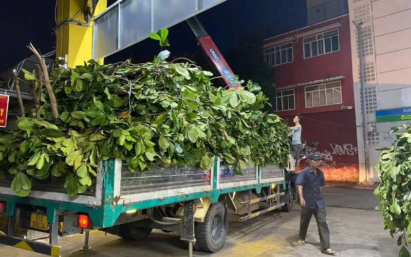 Thời điểm lý tưởng để cắt tỉa cây hoa sứ