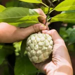 XANH 24H cách cắt tỉa cây na thái