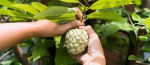 Công ty TNHH TM DV XANH 24H cách cắt tỉa cây na thái