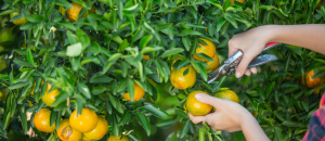 XANH 24H cách cắt tỉa cây na thái