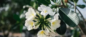 XANH 24H cách cắt tỉa cây na thái