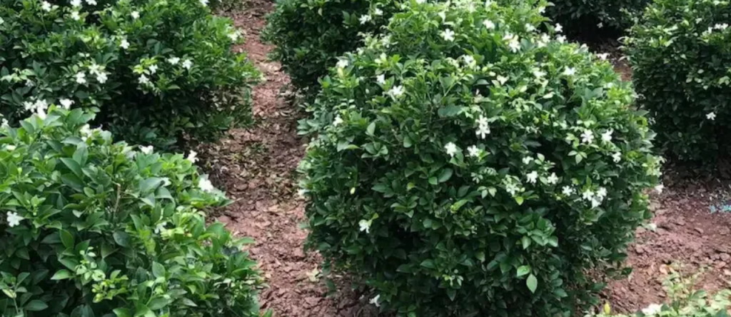 XANH 24H cắt tỉa cây nguyệt quế