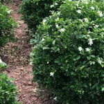 XANH 24H cách cắt tỉa cây na thái