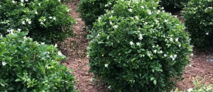 XANH 24H cách cắt tỉa cây na thái