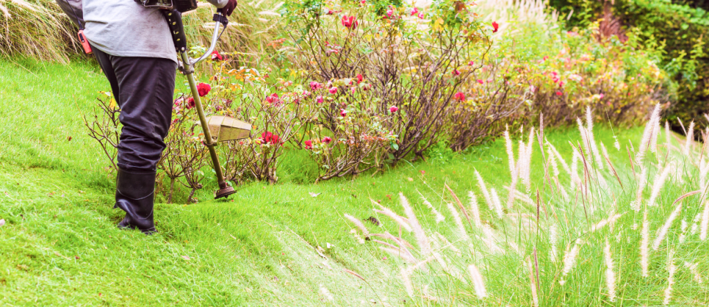 XANH 24H chu kỳ cắt cỏ