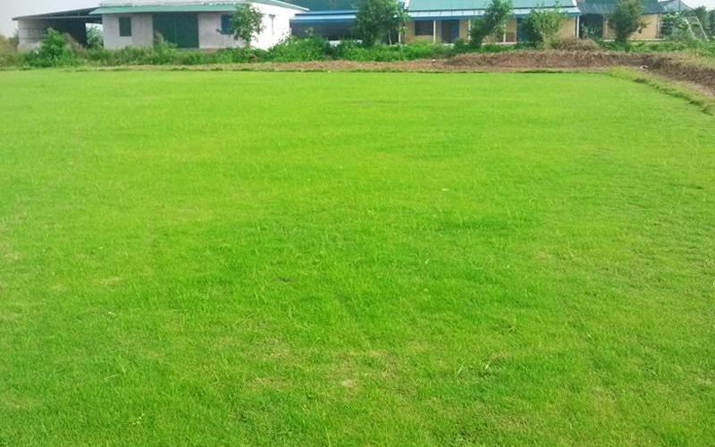 Các loại cỏ trồng sân vườn phổ biến nhất hiện nay 22/10/2025 Các loại cỏ trồng sân vườn - Cỏ lông heo