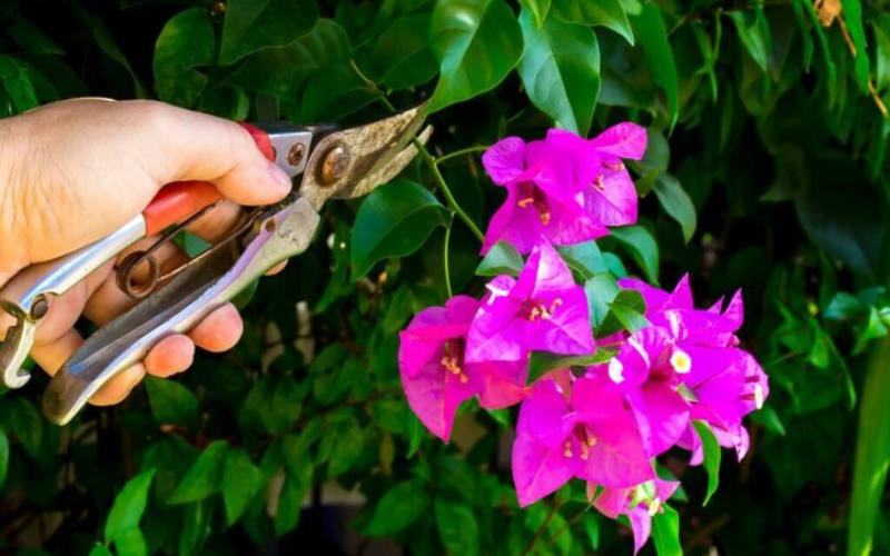 Thời điểm thực hiện cách cắt tỉa cây hoa giấy