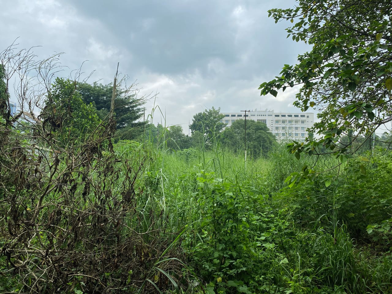 Khu vực nhiều cỏ khô và bụi rậm trước khi thực hiện dịch vụ cắt cỏ và dọn mặt bằng phòng cháy chữa cháy.