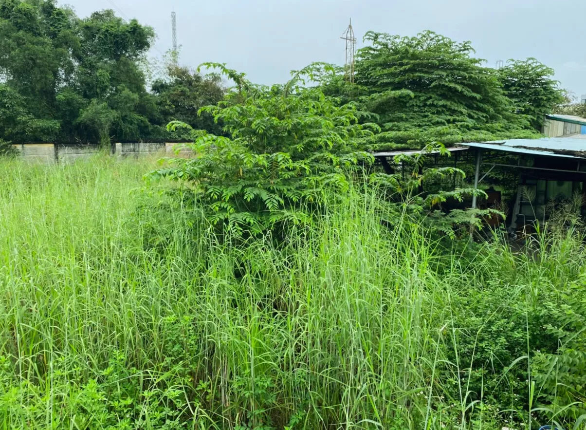 Hiện trạng bãi đất nhiều cỏ dại và cây bụi trước khi thực hiện dịch vụ cắt cỏ, phát hoang tại TP.HCM.