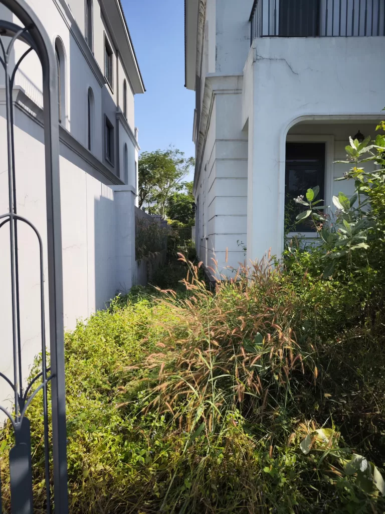 Dịch Vụ Cắt Cây Theo Yêu Cầu Tại Hồ Chí Minh