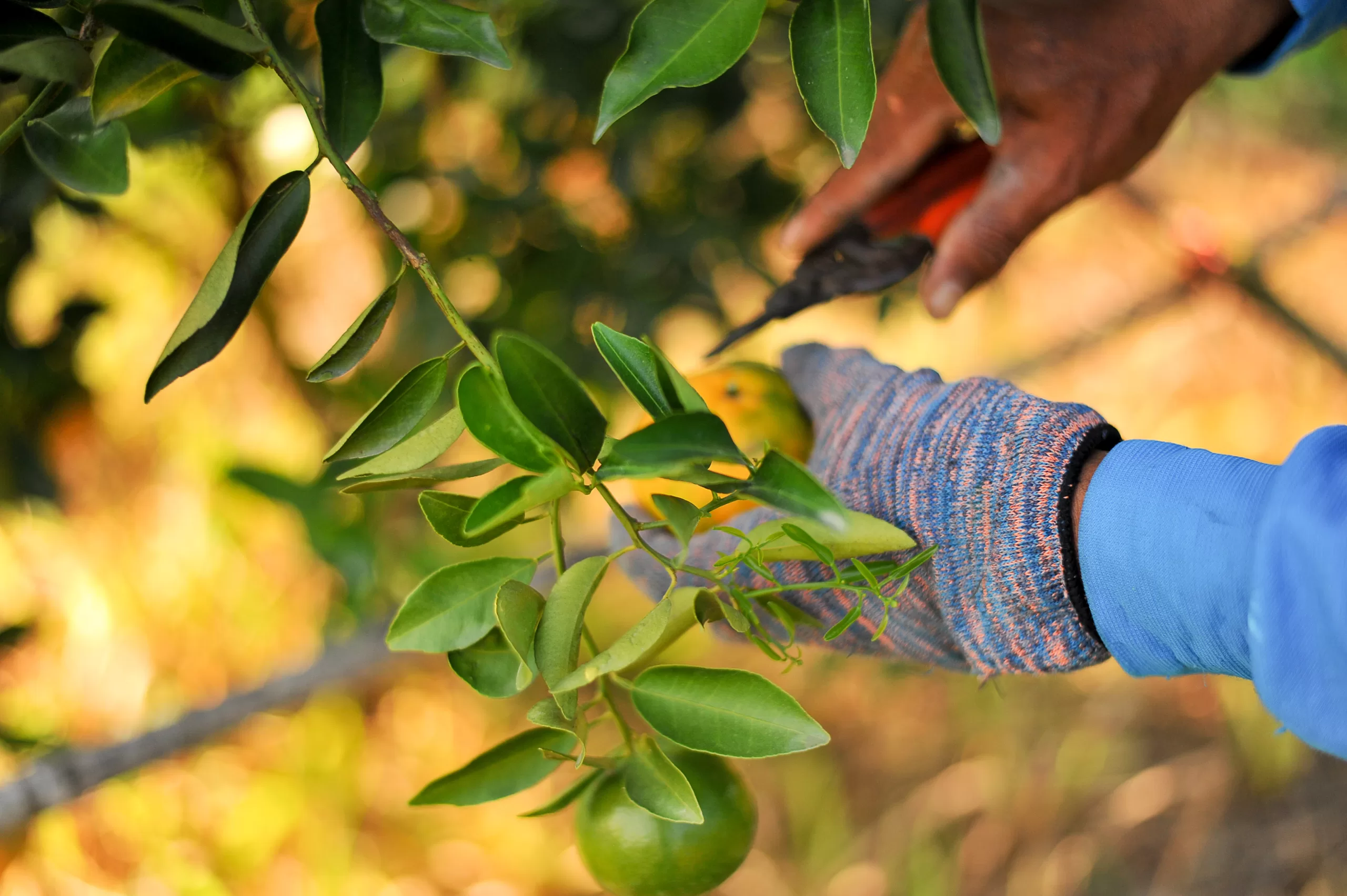 bảo dưỡng cây xanh 2