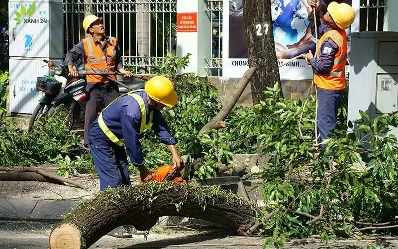 dich-vu-chat-cay-dong-nai-3