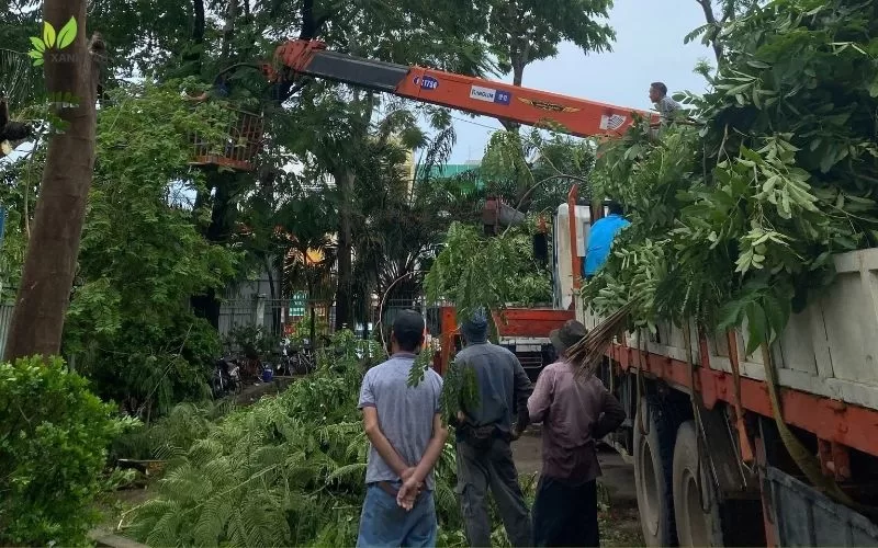Dịch Vụ Cắt Cây, Tỉa Cây Cảnh Quan Đô Thị