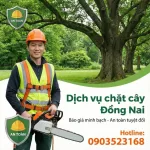 Dịch vụ chặt cây xanh tại Đồng Nai an toàn, thi công chuyên nghiệp, giá tốt