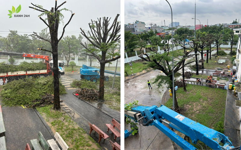 Giá Dịch Vụ Cắt Cây Tại Xanh24h Hồ Chí Minh