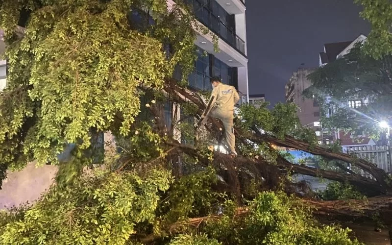 Lợi Ích Công Việc Tỉa Cây Định Kỳ 29/01/2026 Cắt Tỉa Cây, Chặt Cây Theo Yêu Cầu, Chăm Sóc Cảnh Quan Đô Thị