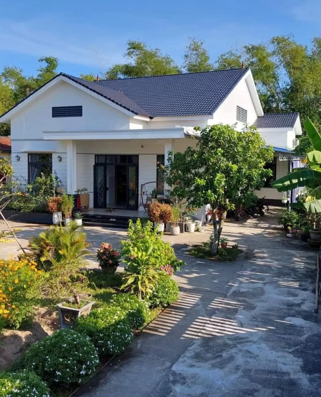 nên trồng cây gì lấy bóng mát 2