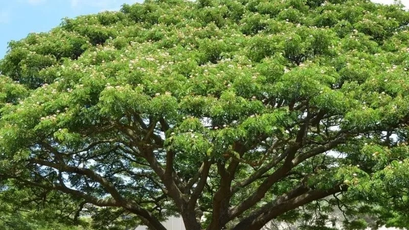 nên trồng cây gì lấy bóng mát 3