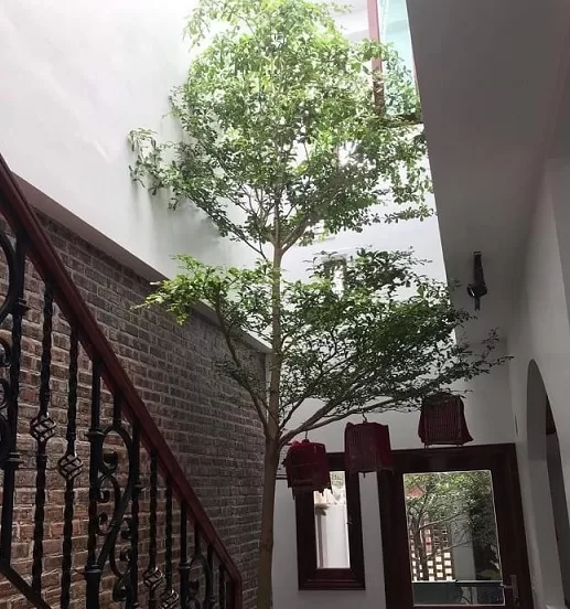 nên trồng cây gì lấy bóng mát