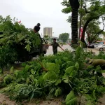 Dịch Vụ Cây Xanh An Toàn, Không Phát Sinh Chi Phí