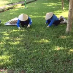 Dịch Vụ Chăm Sóc – Duy Trì Cây Xanh Khuôn Viên Tại Xanh 24H