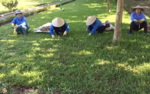 Dịch Vụ Chăm Sóc – Duy Trì Cây Xanh Khuôn Viên Tại Xanh 24H