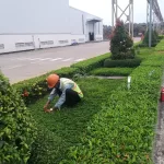 Dịch Vụ Cắt Tỉa, Chặt Cây Và Dọn Cây An Toàn