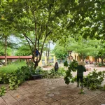 Dịch Vụ Cắt Tỉa Cây, Dọn Cây Cho Trường Học