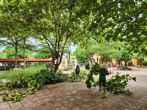 Dịch Vụ Cắt Tỉa Cây, Dọn Cây Cho Trường Học