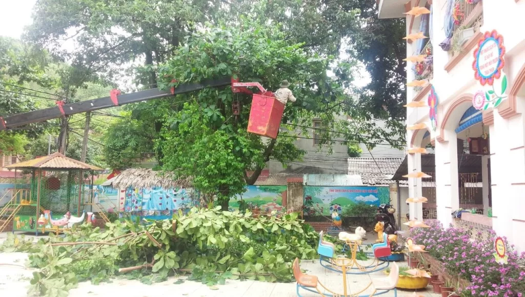 Dịch Vụ Cắt Tỉa Cây, Dọn Cây Cho Trường Học