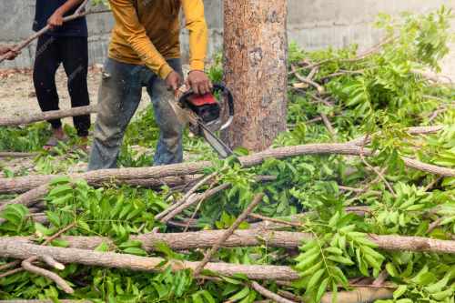 Dịch Vụ Cắt Tỉa Cây Xanh Tại TPHCM Uy Tín 15/03/2026 Dịch Vụ Cây Xanh Uy Tín Giá Rẻ Tại HCM